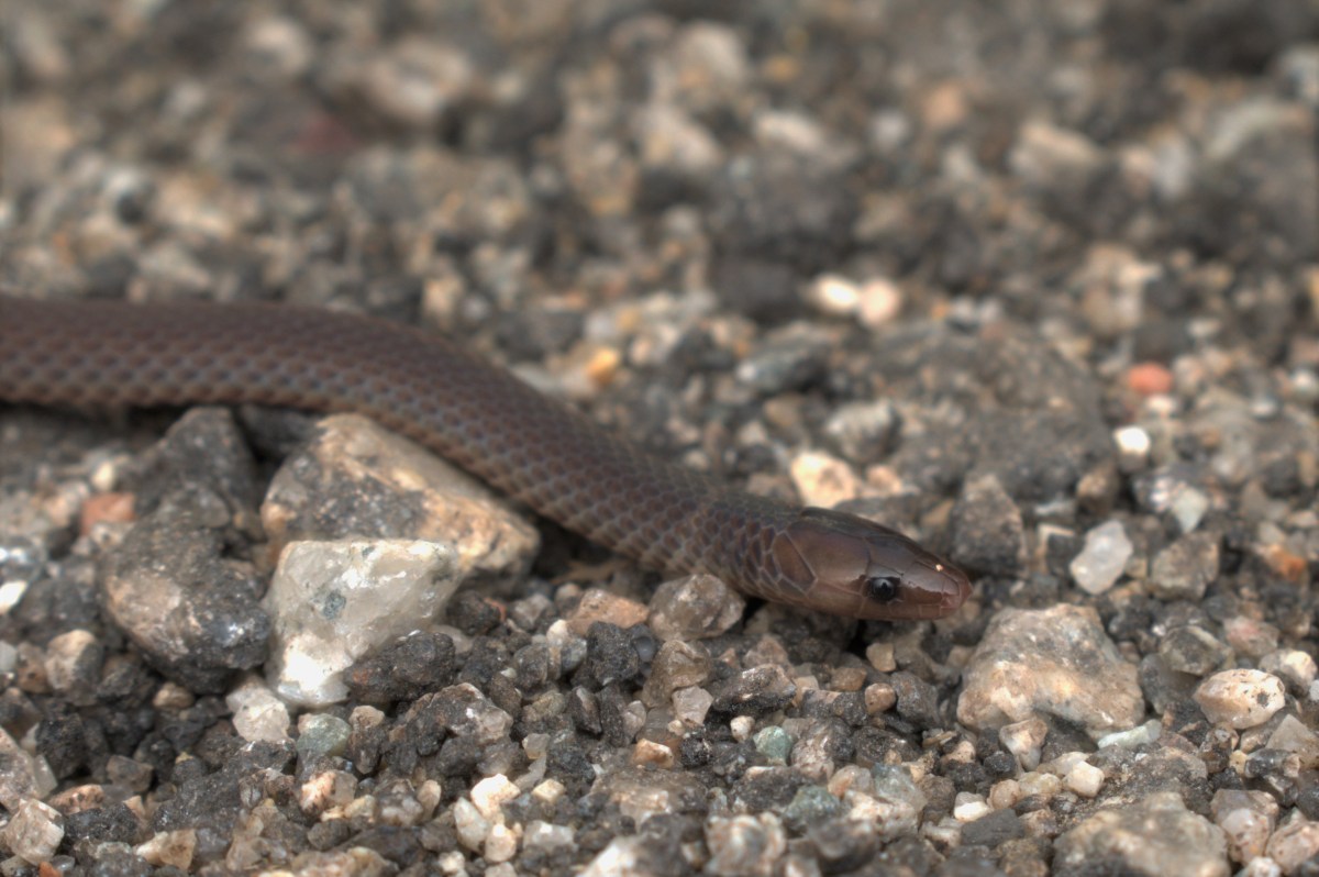 Snakes – Why No&nbsp;Legs?