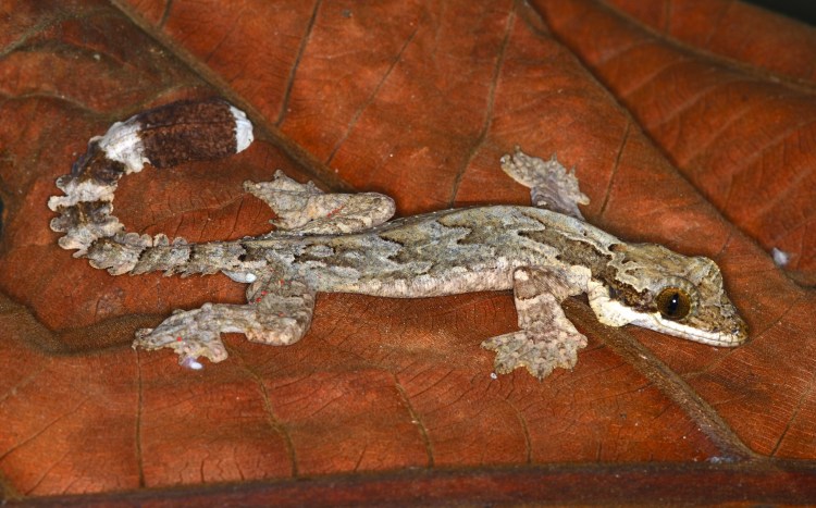 Photo of a Kuhl's Gliding Gecko by Bernard Dupont
