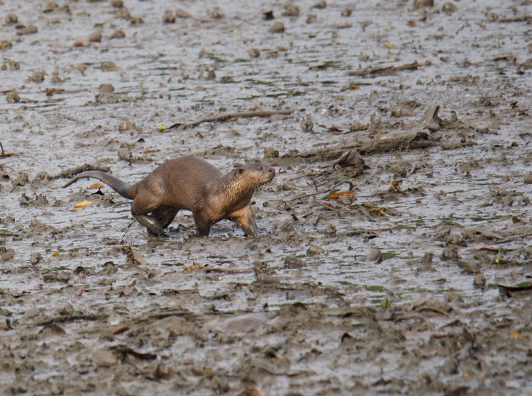 otter