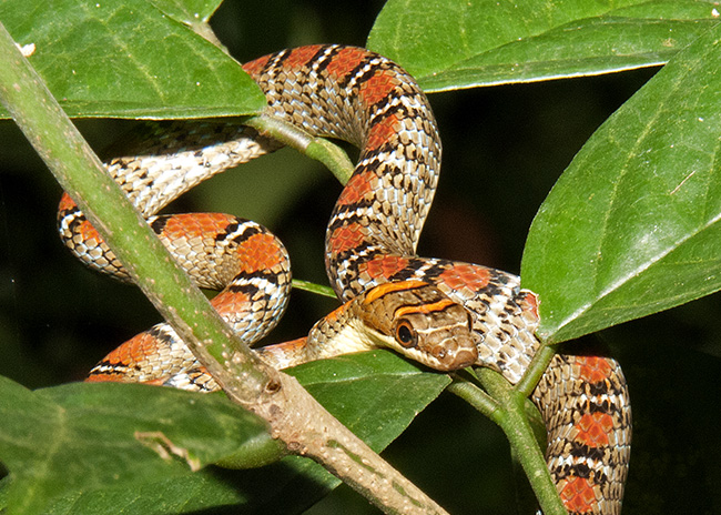 The Twin-Barred Tree Snake 