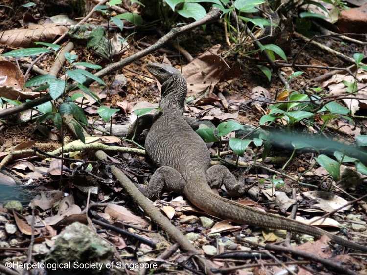 ©Herpetological Society of Singapore
