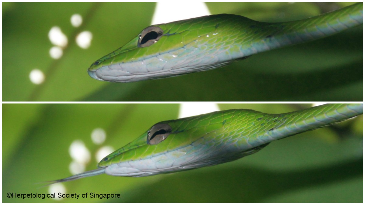 Of Vipers and&nbsp;Vivipary