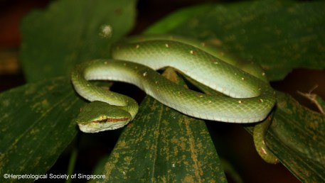 ©Herpetological Society of Singapore