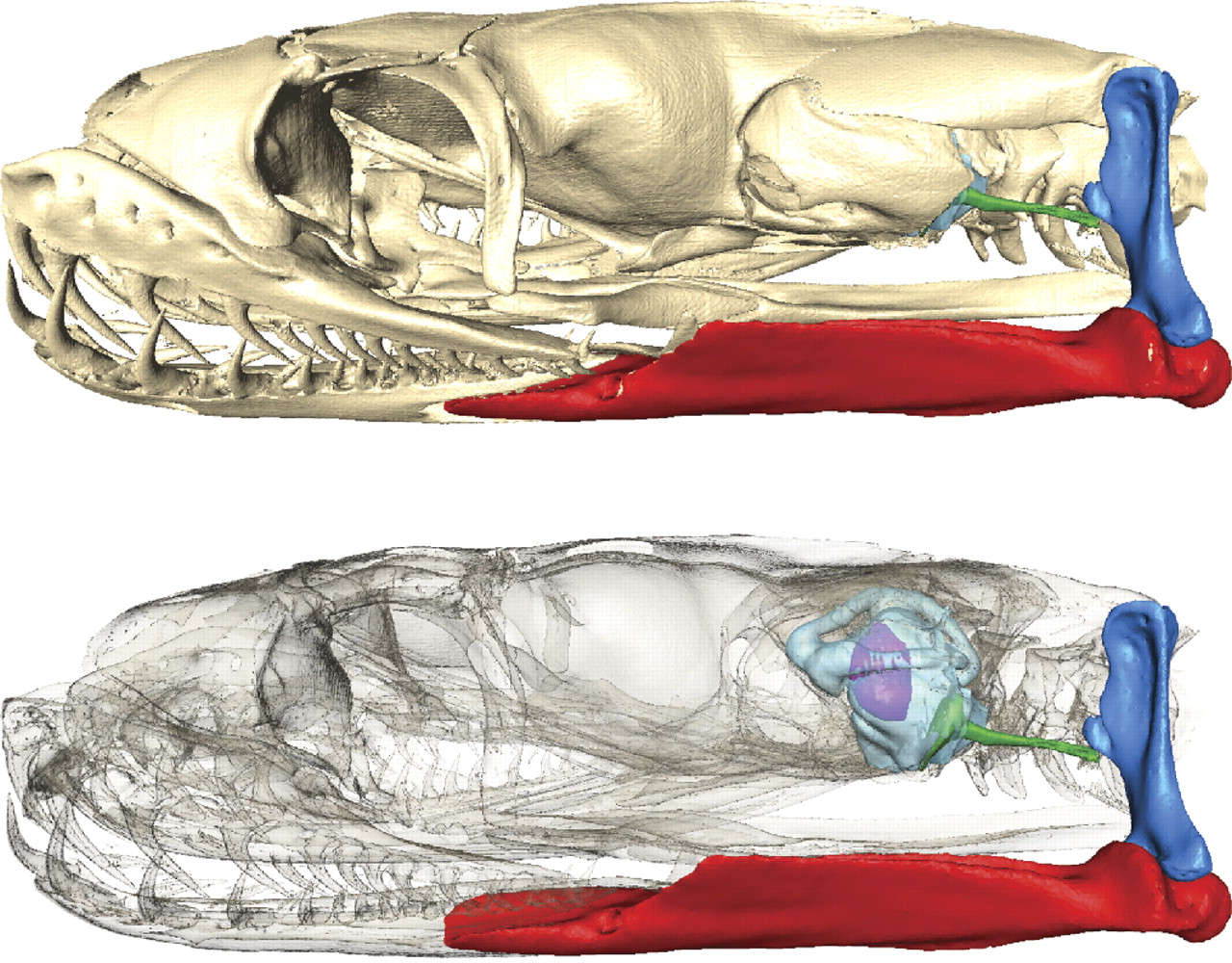 jaw bone of snake.jpg
