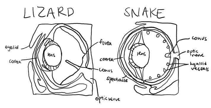 lizard snake eye