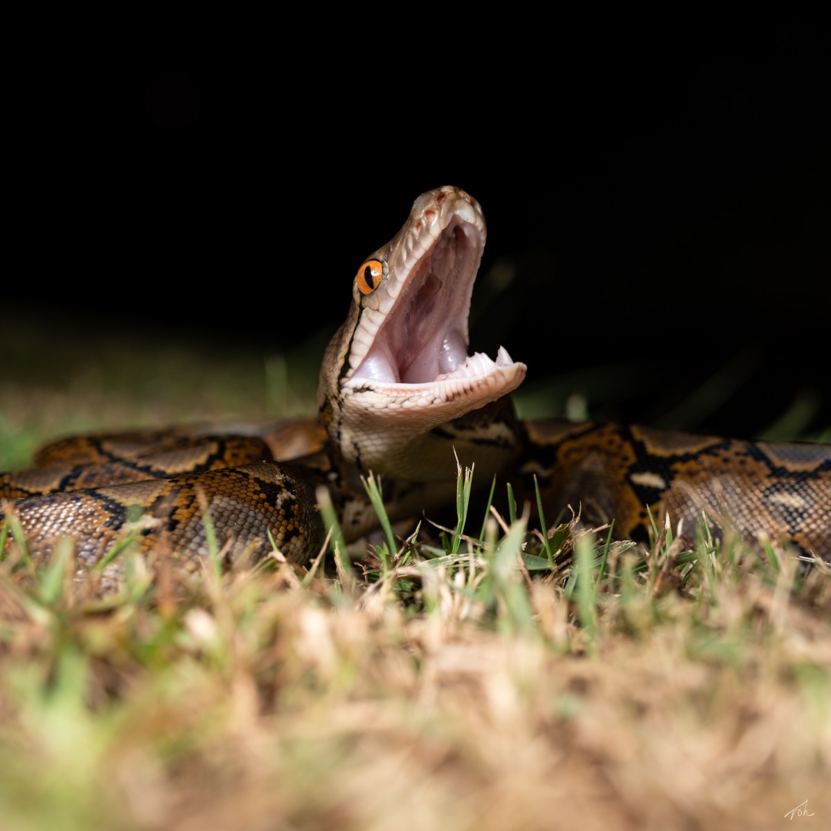 World Snake Day Special – Species&nbsp;Spotlight!