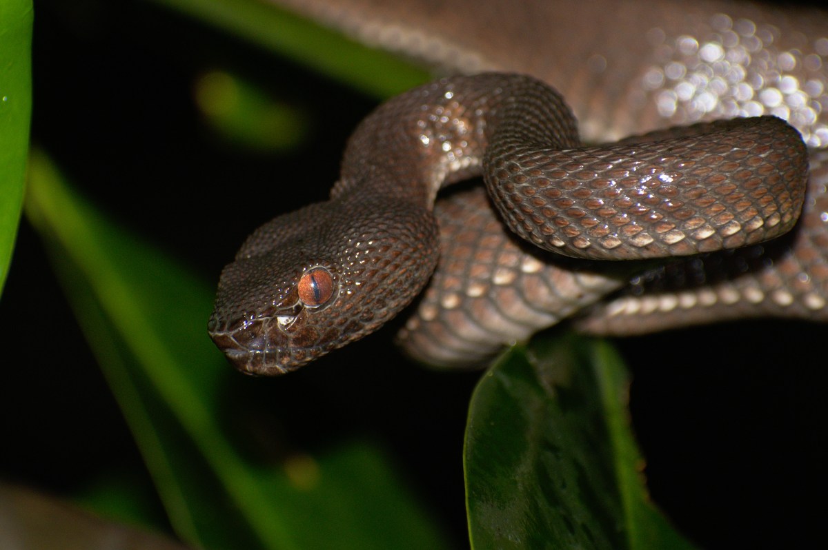 World Snake Day Special –&nbsp;#AskHSS