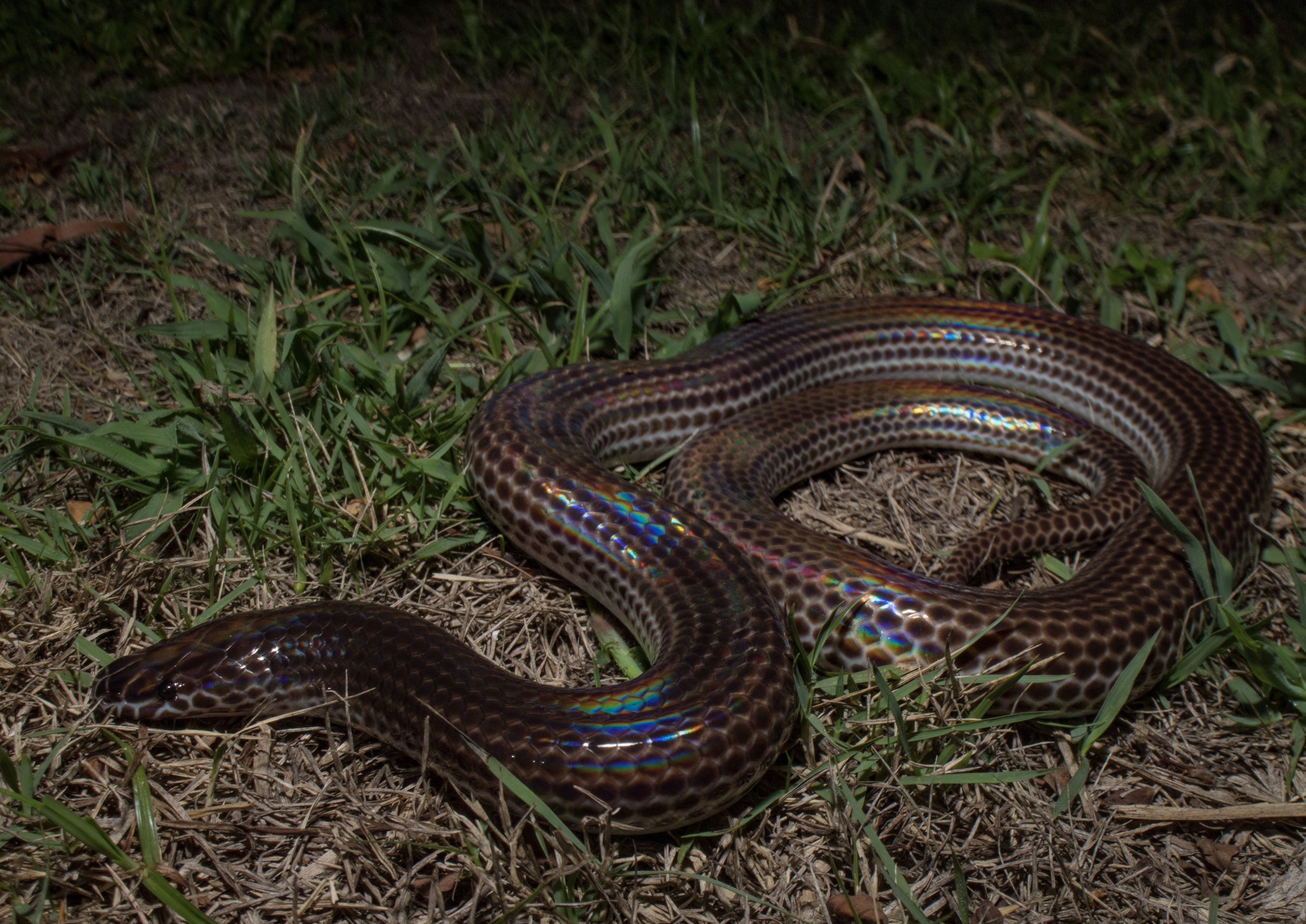 World Snake Day Special – #AskHSS – Herpetological Society of Singapore