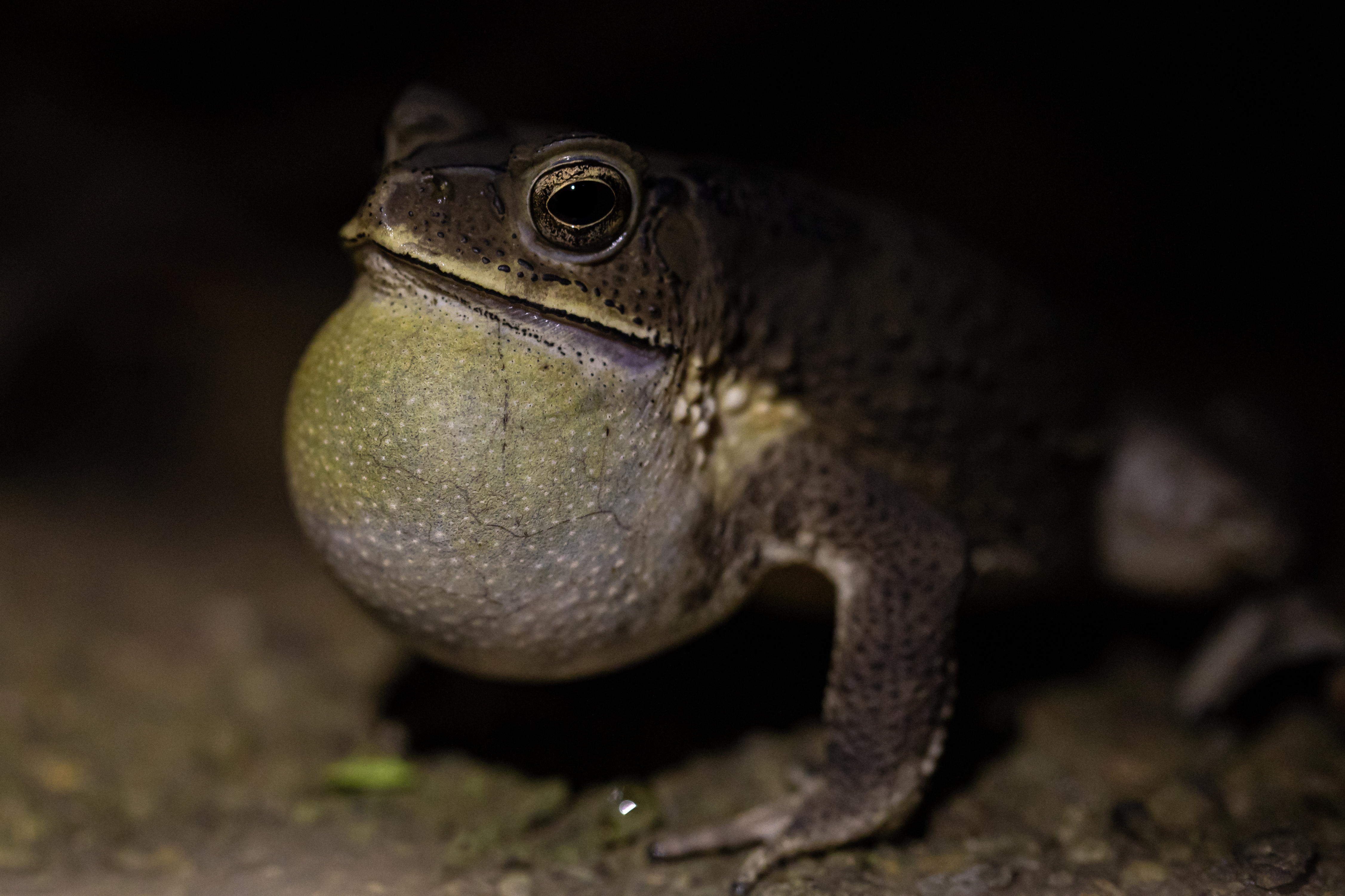 Resources – Herpetological Society of Singapore