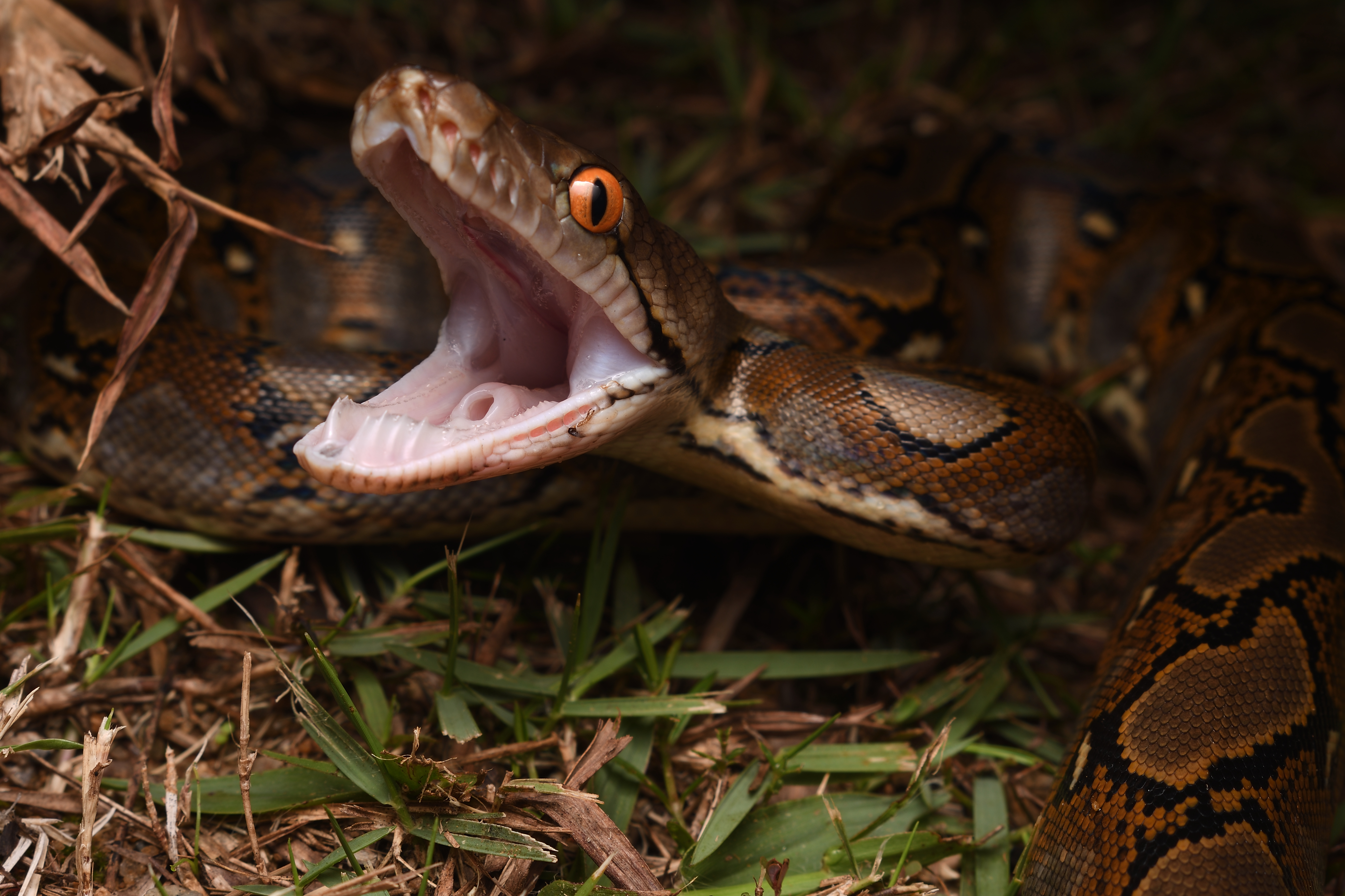 The Ecological Significance of Herpetofauna – Herpetological Society of ...