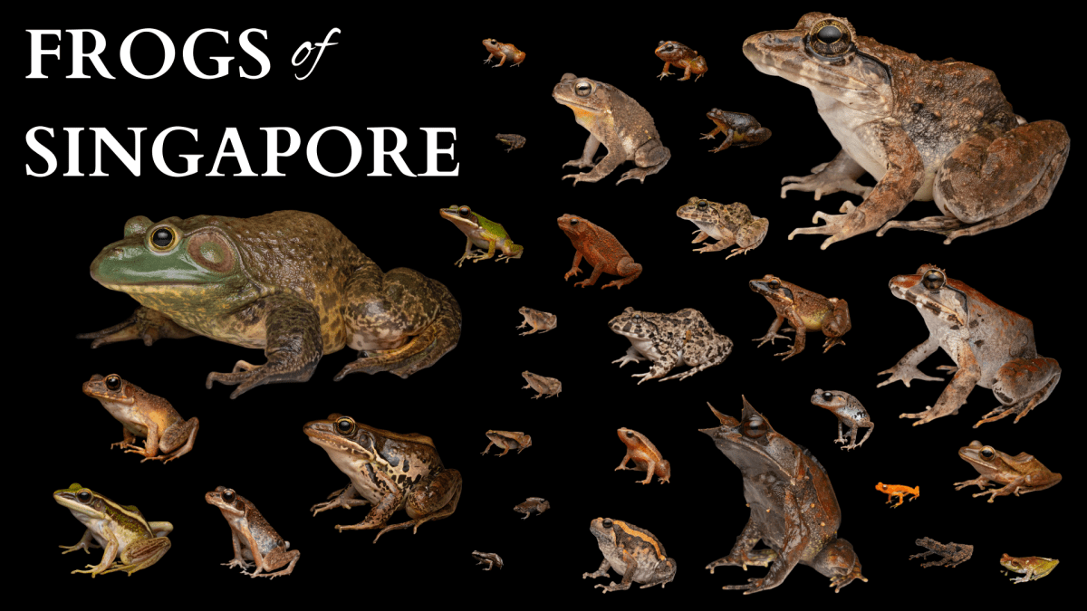 Finding Every Frog in&nbsp;Singapore